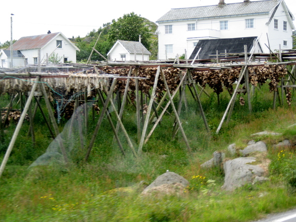 IMG_1828.JPG: Heel veel stokvis hangt hier op de Lofoten.